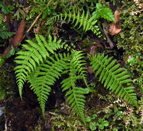 縮羽金星蕨|縮羽金星蕨 (Parathelypteris beddomei)